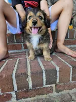 Sunny, a female Miniature Aussiedoodle for sale in Mount Olive, NC – 5 of 8