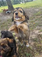 Sunny, a female Miniature Aussiedoodle for sale in Mount Olive, NC – 3 of 8