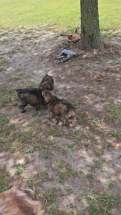 Rocky, a male Miniature Aussiedoodle for sale in Mount Olive, NC – 10 of 10