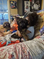 Dolly, a female Miniature Australian Shepherd for sale in Mount Olive, NC – 5 of 5