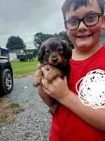 Rocky, a male Miniature Aussiedoodle for sale in Mount Olive, NC – 2 of 10
