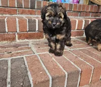 Dolly, a female Miniature Australian Shepherd for sale in Mount Olive, NC – 2 of 5