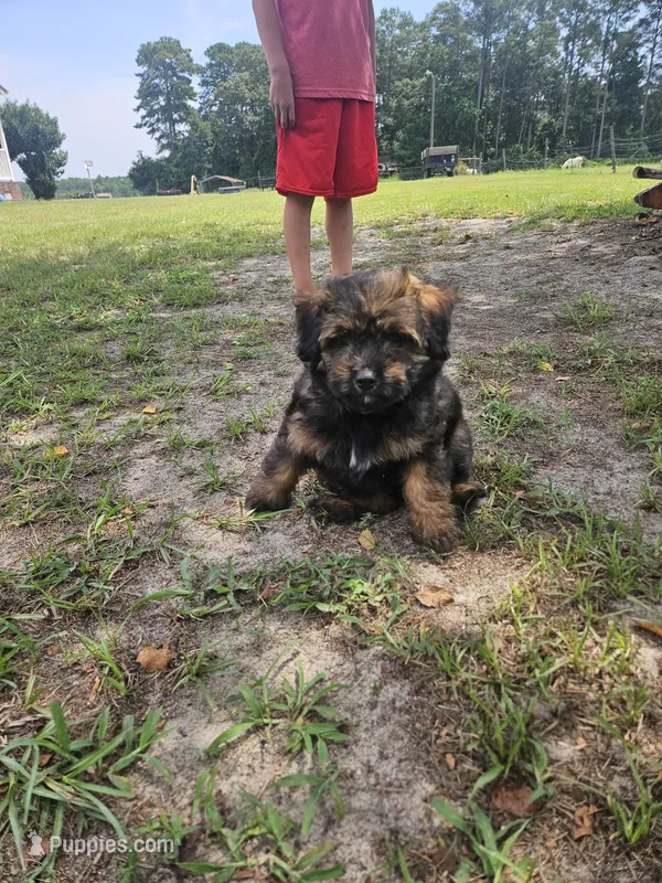 Dolly – Miniature Australian Shepherd puppy for sale in Mount Olive, NC