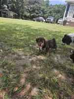 Rocky, a male Miniature Aussiedoodle for sale in Mount Olive, NC – 9 of 10