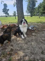 Dolly, a female Miniature Australian Shepherd for sale in Mount Olive, NC – 3 of 5