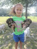 Rocky, a male Miniature Aussiedoodle for sale in Mount Olive, NC – 8 of 10