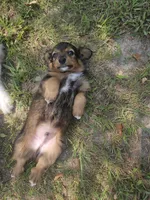 Rocky, a male Miniature Aussiedoodle for sale in Mount Olive, NC – 5 of 10