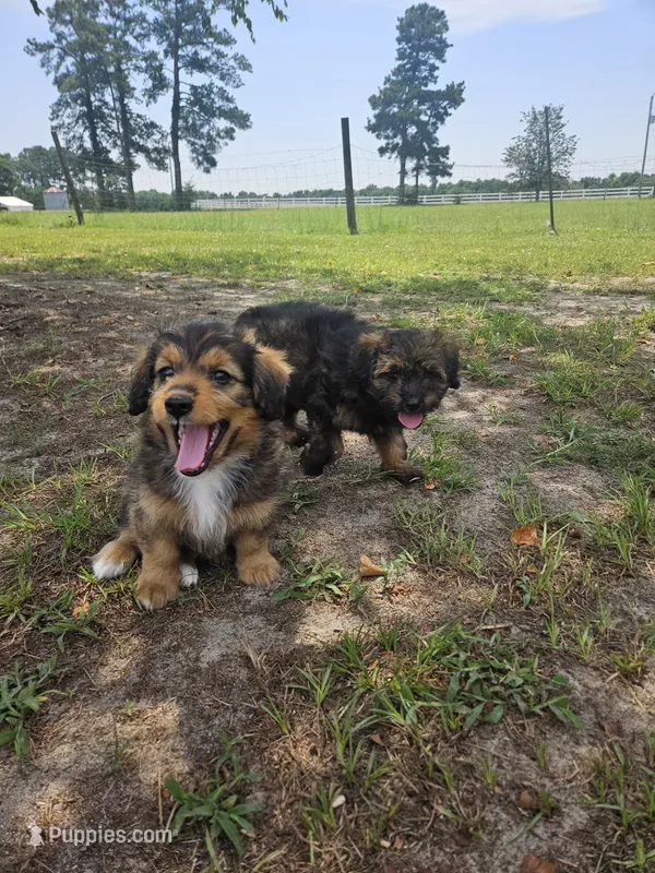 Sunny – Miniature Aussiedoodle puppy for sale in Mount Olive, NC