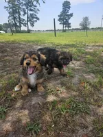 Sunny, a female Miniature Aussiedoodle for sale in Mount Olive, NC – 1 of 8
