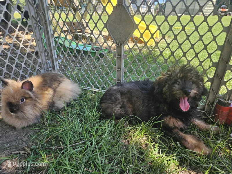Dolly – Miniature Australian Shepherd puppy for sale in Mount Olive, NC