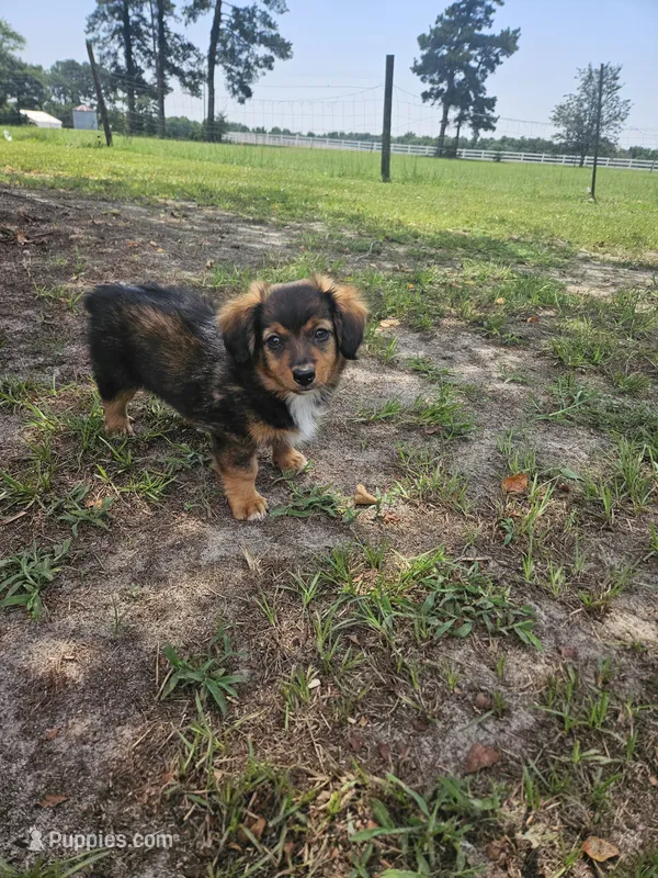 Rocky – Miniature Aussiedoodle puppy for sale in Mount Olive, NC