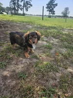 Rocky, a male Miniature Aussiedoodle for sale in Mount Olive, NC – 1 of 10