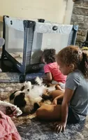 Rocky, a male Miniature Aussiedoodle for sale in Mount Olive, NC – 3 of 10
