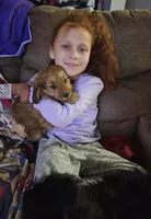 Sparkles , a female Miniature Aussiedoodle for sale in Mount Olive, NC – Photo 2 of 8