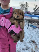 Sparkles , a female Miniature Aussiedoodle for sale in Mount Olive, NC – Photo 4 of 8