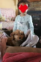 Sparkles , a female Miniature Aussiedoodle for sale in Mount Olive, NC – Photo 1 of 8