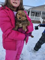 Sparkles , a female Miniature Aussiedoodle for sale in Mount Olive, NC – Photo 3 of 8
