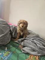 Sparkles , a female Miniature Aussiedoodle for sale in Mount Olive, NC – Photo 8 of 8