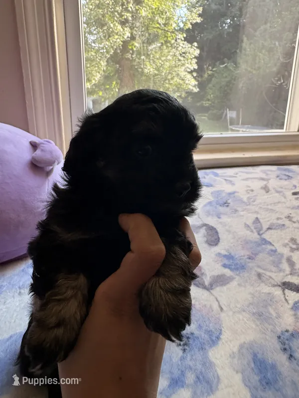 n/a – Chihuahua, Shih Tzu puppy for sale in Petersburg, VA