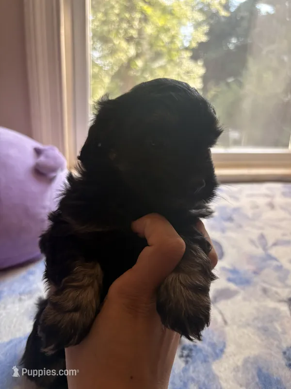 N/a – Chihuahua, Shih Tzu puppy for sale in Petersburg, VA