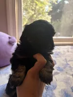 n/a, a female Chihuahua and Shih Tzu for sale in Petersburg, VA – 4 of 4