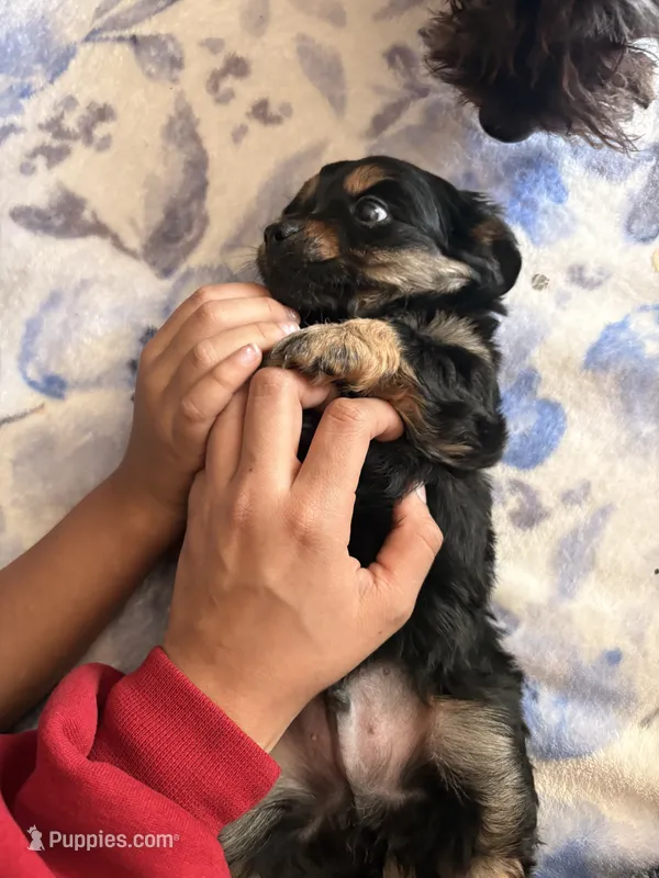 n/a – Chihuahua, Shih Tzu puppy for sale in Petersburg, VA