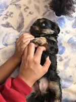 n/a, a male Chihuahua and Shih Tzu for sale in Petersburg, VA – 1 of 4