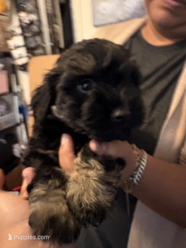 N/A – Chihuahua, Shih Tzu puppy for sale in Petersburg, VA