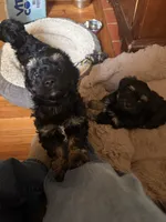 N/a, a male Chihuahua and Shih Tzu for sale in Petersburg, VA – 4 of 4