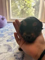 n/a, a male Chihuahua and Shih Tzu for sale in Petersburg, VA – 3 of 4
