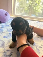 n/a, a male Chihuahua and Shih Tzu for sale in Petersburg, VA – 4 of 4