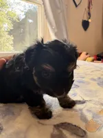 n/a, a male Chihuahua and Shih Tzu for sale in Petersburg, VA – 2 of 4