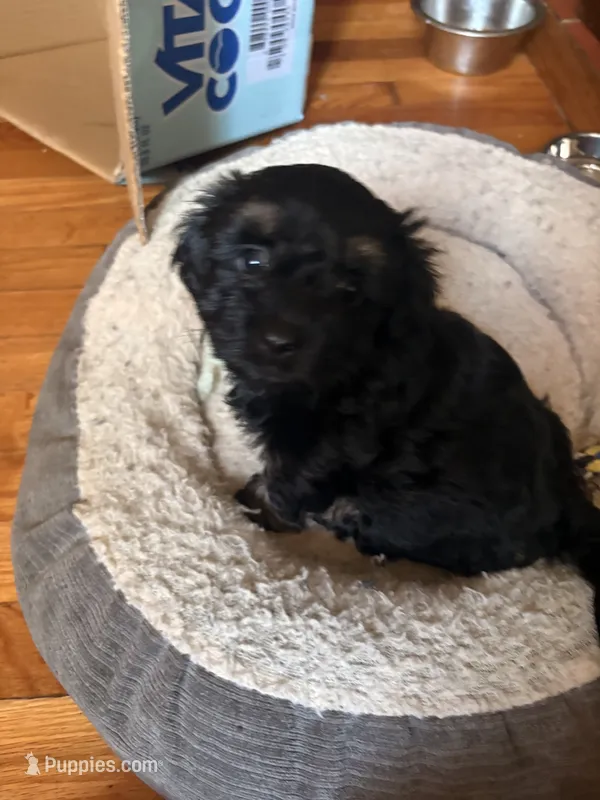 n/a – Chihuahua, Shih Tzu puppy for sale in Petersburg, VA