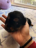 n/a, a male Chihuahua and Shih Tzu for sale in Petersburg, VA – 2 of 4
