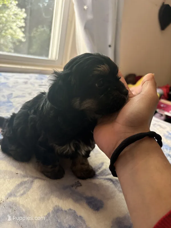 n/a – Chihuahua, Shih Tzu puppy for sale in Petersburg, VA