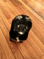 Sophie, a female Chihuahua and Shih Tzu for sale in Petersburg, VA – Photo 4 of 4