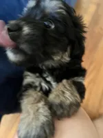 Sophie, a female Chihuahua and Shih Tzu for sale in Petersburg, VA – Photo 3 of 4