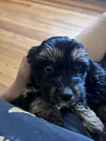 Sophie, a female Chihuahua and Shih Tzu for sale in Petersburg, VA – Photo 2 of 4