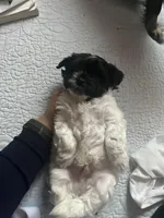 N/A, a male Chihuahua and Shih Tzu for sale in Petersburg, VA – Photo 1 of 3