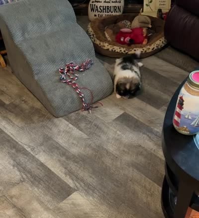 Jeff, a male Pekingese for sale in Ashland, NE – 4 of 4