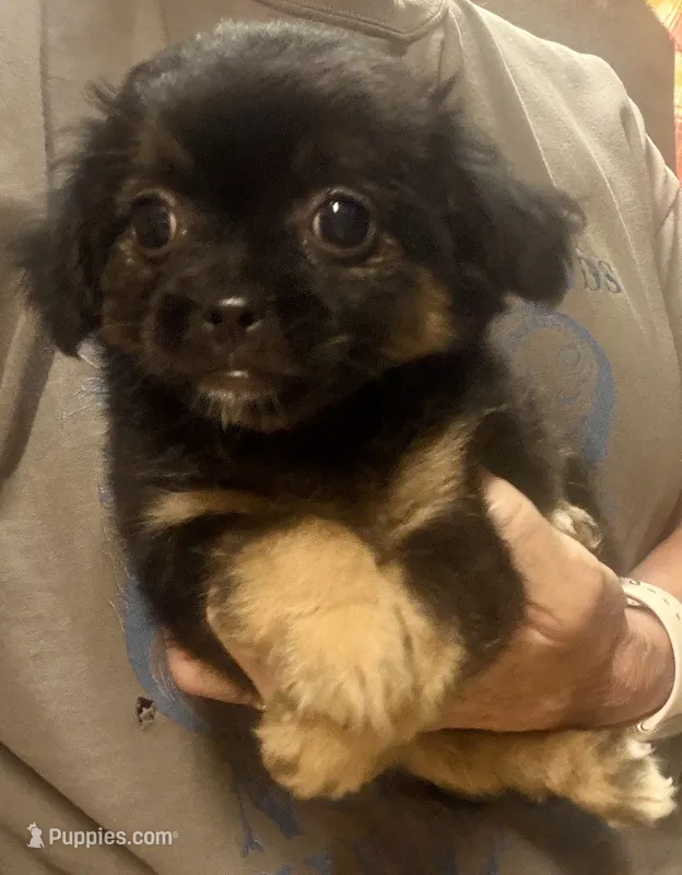 Geoff – Chihuahua, Pekingese puppy for sale in Ashland, NE