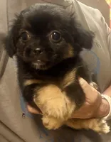Geoff, a male Chihuahua and Pekingese for sale in Ashland, NE – 1 of 2