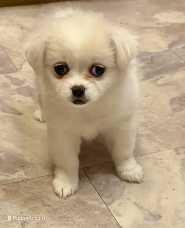 Connie – Chihuahua, Pekingese puppy for sale in Ashland, NE