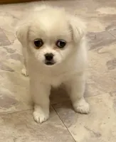 Connie, a female Chihuahua and Pekingese for sale in Ashland, NE – 1 of 3