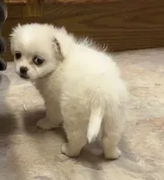 Connie, a female Chihuahua and Pekingese for sale in Ashland, NE – 2 of 3