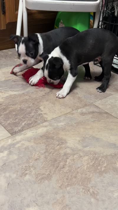Olivia, a female Boston Terrier for sale in Ashland, NE – 3 of 3
