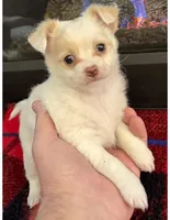 Priscilla, a female Chihuahua for sale in Ashland, NE – Photo 2 of 2