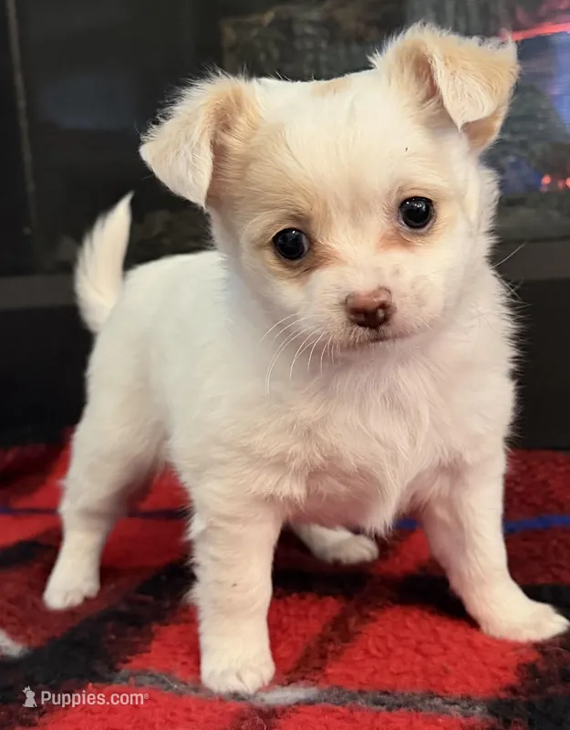 Priscilla – Chihuahua puppy for sale in Ashland, NE
