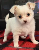 Priscilla, a female Chihuahua for sale in Ashland, NE – Photo 1 of 2