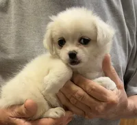 Connie, a female Chihuahua and Pekingese for sale in Ashland, NE – 3 of 3
